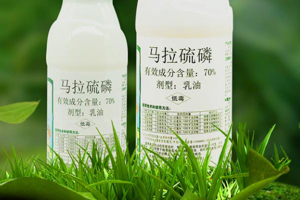 怎么防治蔬菜蚜虫，使用诱虫板可降低蚜虫密度