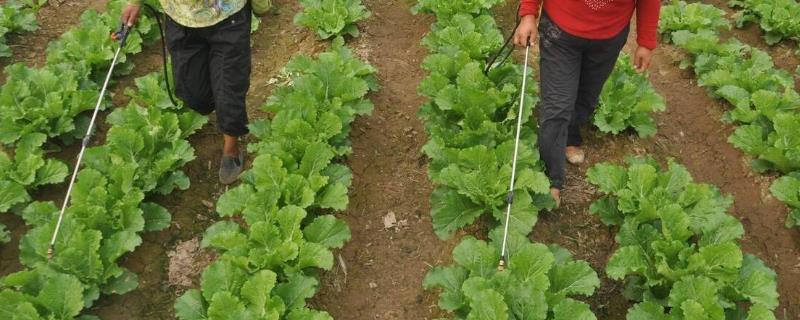 白菜适合用什么叶面肥，可喷施尿素溶液、硼砂溶液、磷酸二氢钾溶液