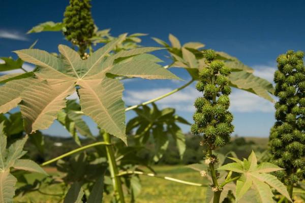 蓖麻种植后怎么管理，真叶达到一定数量时要剪去主茎的尖部