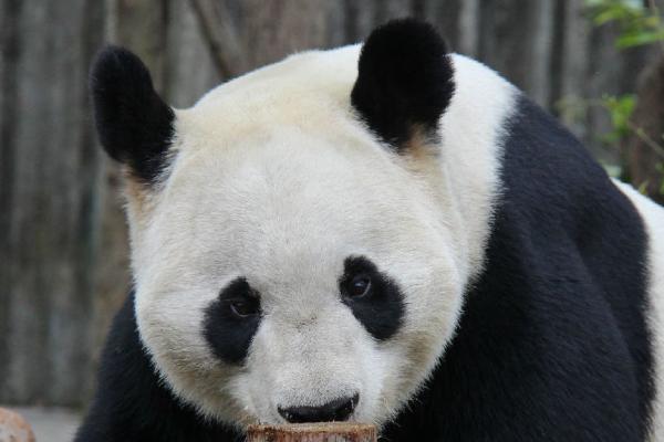 大熊猫的生活特点