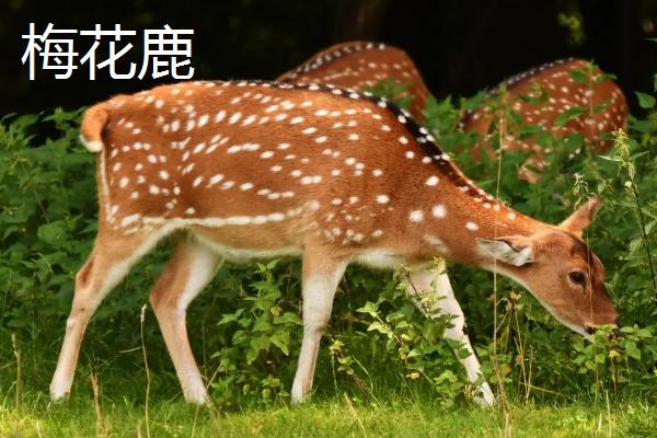 马鹿和梅花鹿有什么区别