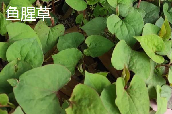 农村适合种什么野菜，看准市场再选择