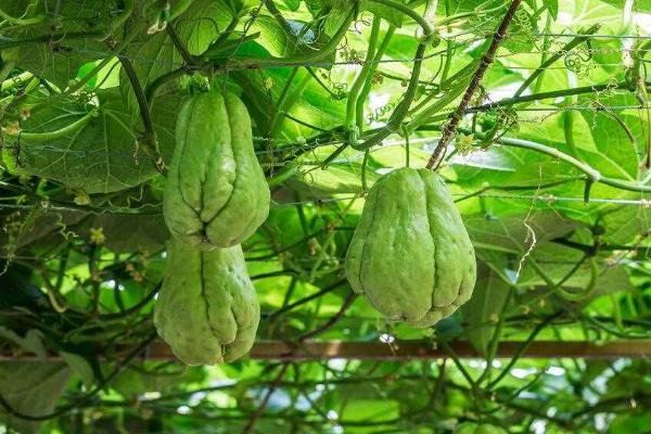 佛手瓜的种植和管理方法，主蔓长到1米时要开沟环施土杂肥