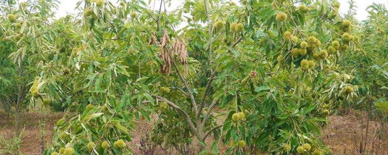 板栗的需肥特点，不同时期对肥料的吸收量有所差异