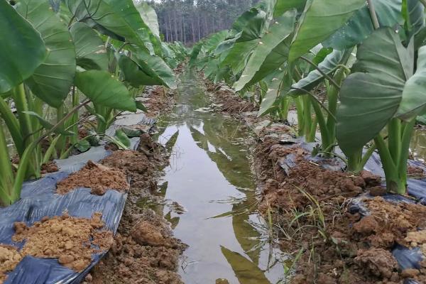 芋头的种植技术，需肥量大需施足基肥