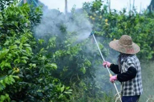 除草剂药害表现及防治方法，酰胺类药剂会导致叶片卷曲皱缩