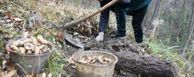 天麻常见虫害怎么防治，需根据害虫类型采取对应措施