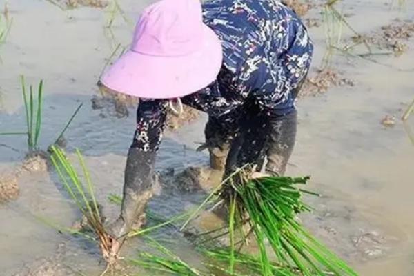 马蹄的种植方法