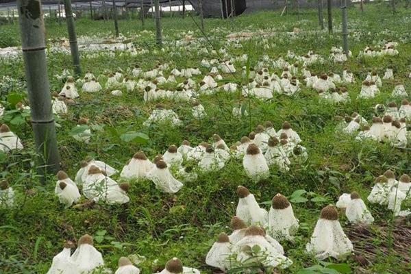 竹荪的种植方法，培育地要长期保持湿润状态