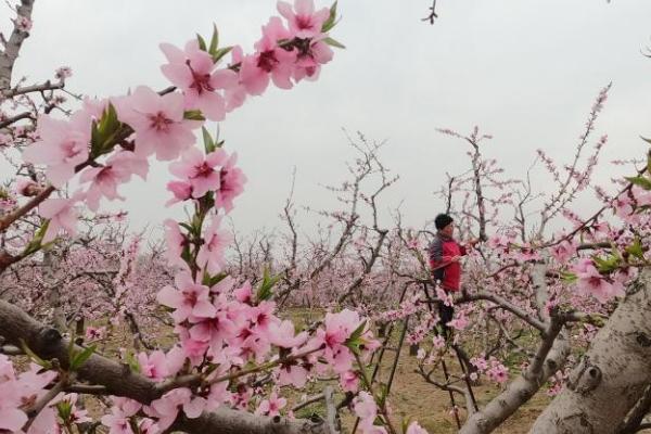 桃树怎么定植，剪除残根、烂根后再挖穴栽种