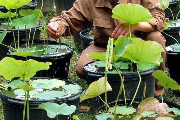 怎么种植莲藕，栽种时将藕种插入泥中、确保尾梢翘出水面