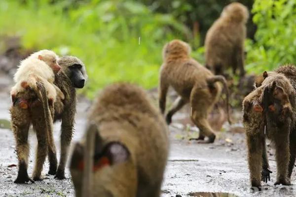 哪些是杂食性动物，猪、鸡、鸭、鱼等都属于