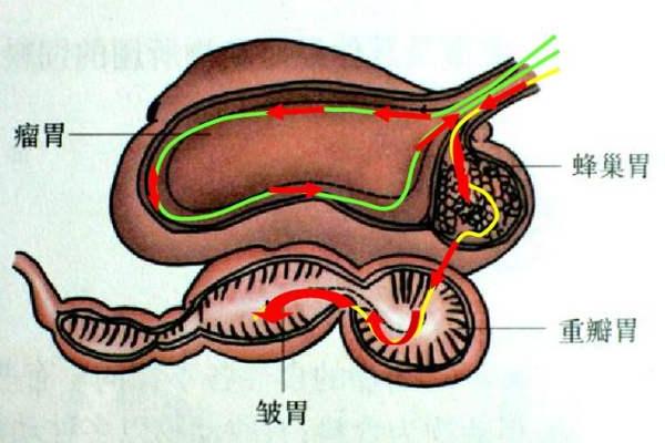 牛几个胃