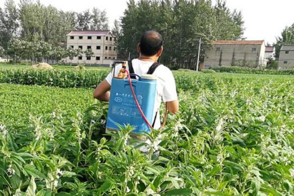 芝麻的施肥时间和方法，现蕾期可主施氮肥