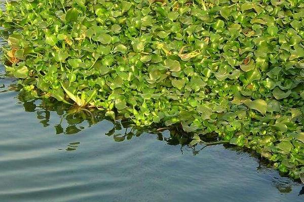 水葫芦是什么