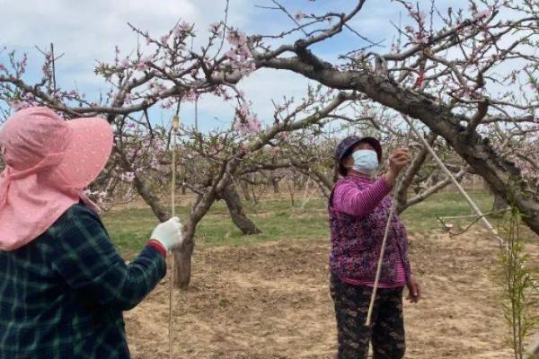 桃树怎么定植，剪除残根、烂根后再挖穴栽种