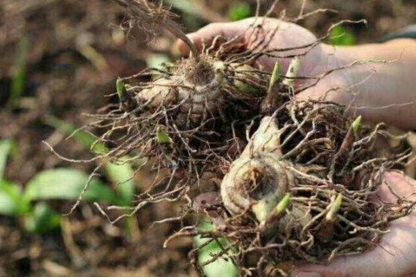 白芨种植成本和利润