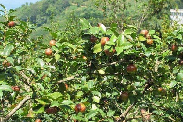 油茶树嫁接茶花技术