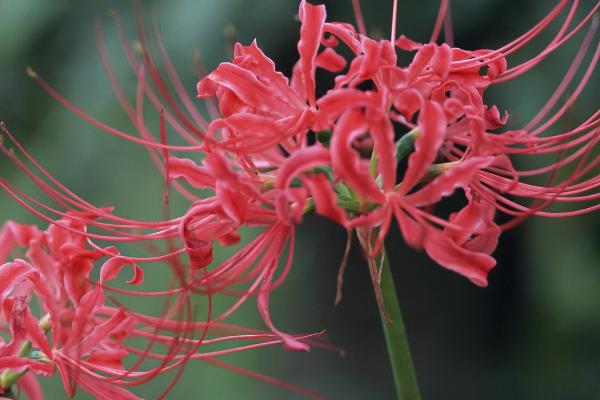 彼岸花怎么施肥，生长期月施一次土杂肥