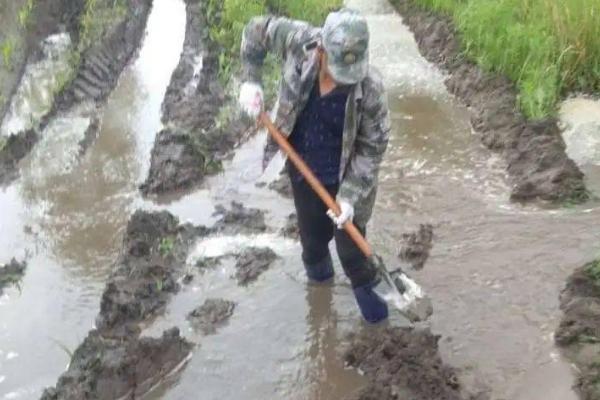 下雨后田间怎么管理，需尽快排出积水避免受涝