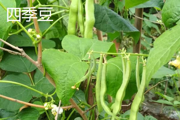 5一6月份种什么菜合适