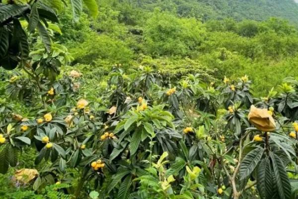 枇杷怎么种植，定植后要在植株旁边立柱