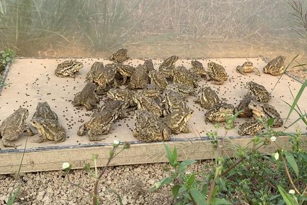 养殖蟾蜍需要办理什么手续，需申请办理《野生动物驯养繁殖许可证》