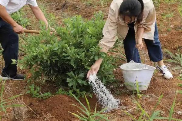 如何种植东魁杨梅