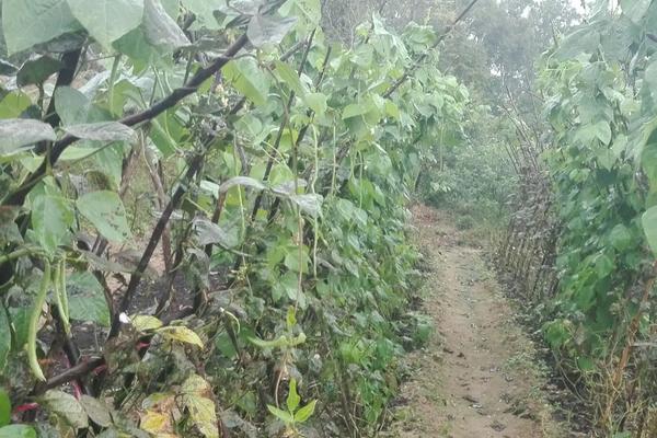 四季豆种植时间，附种植管理