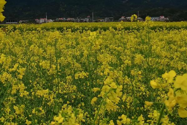 油菜开花后为什么不结果