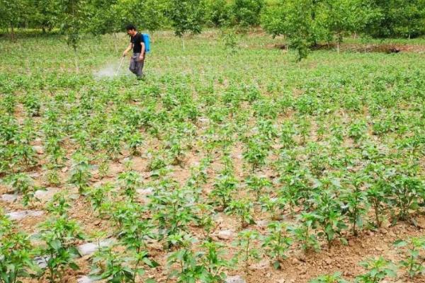 下雨后田间怎么管理，需尽快排出积水避免受涝