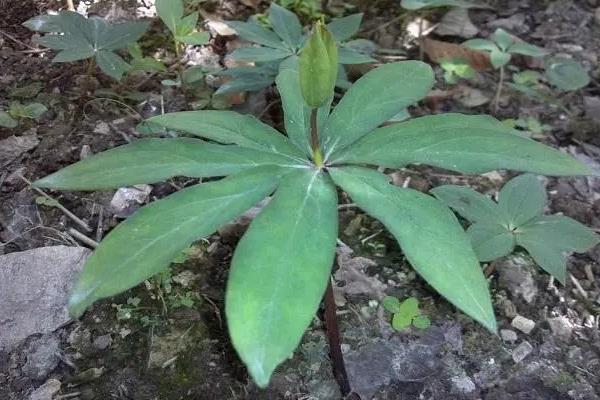 懒人种植十大紧缺药材