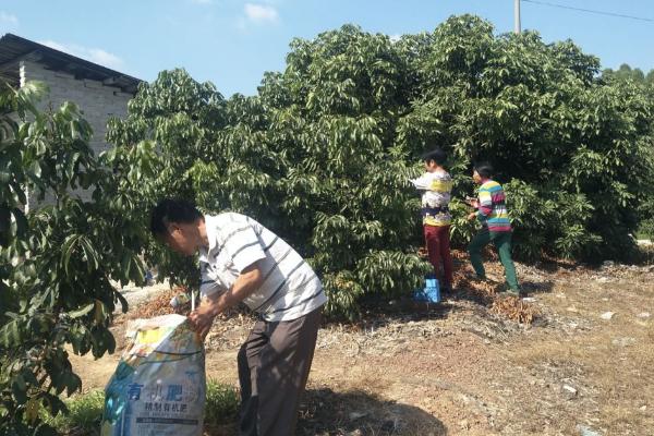 种龙眼需要什么肥料，不同阶段所需肥料不同