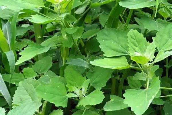 野菜的种植前景怎样，附常见野菜的种植效益