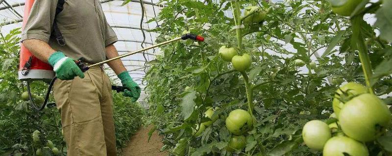 番茄受冻后为何要喷施叶面肥，喷施后可加快恢复速度、使植株正常生长