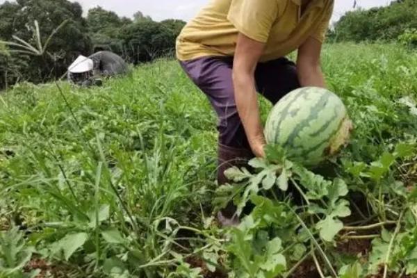 西瓜挂果到采摘多少天