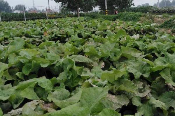 种植牛蒡怎么施肥，可在根部附近开沟施入