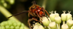 中国大虎头蜂真能蜇死人