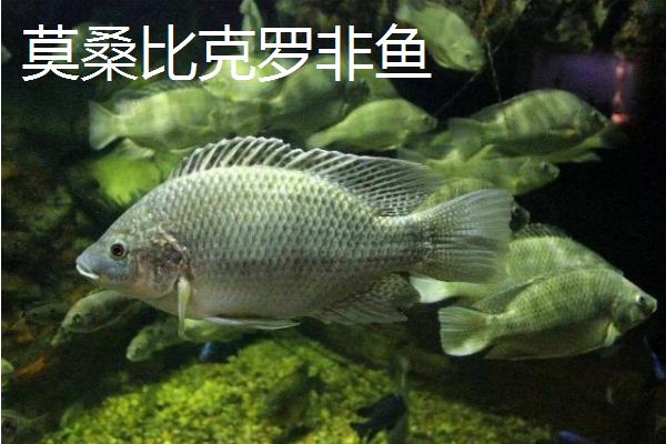 罗非鱼品种介绍