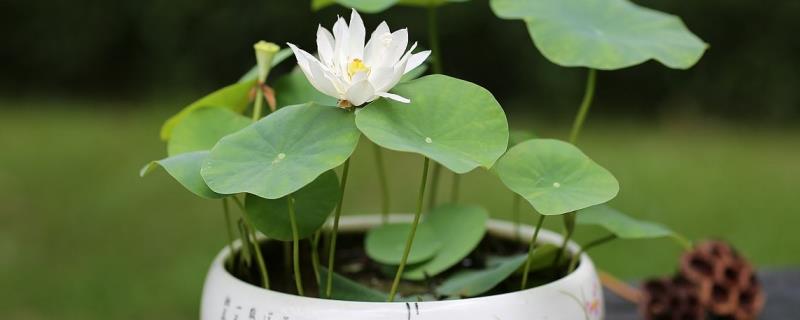 盆栽荷花的价格，附种植方法