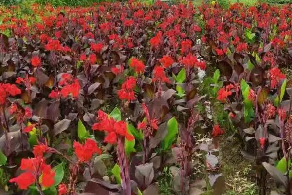 美人蕉怎么种植，将老茎切成若干块再栽入花盆