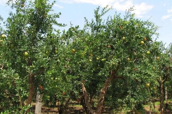 石榴繁殖方法和种植方法，选取无病虫的枝条后再扦插入土