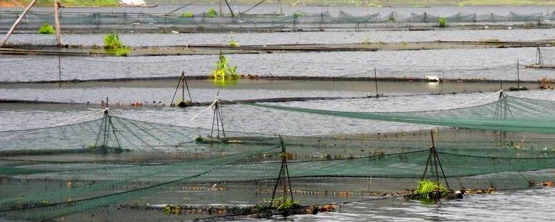 网箱养鱼技术，不同的鱼种需选择不同的饲料