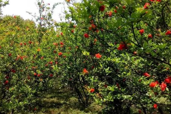 石榴繁殖方法和种植方法，选取无病虫的枝条后再扦插入土