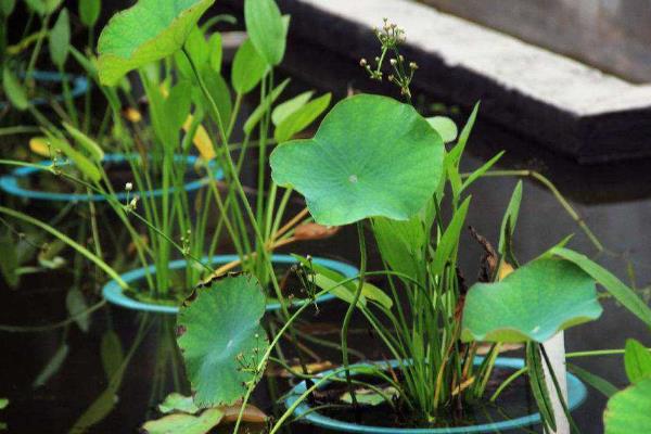 盆栽水生植物怎么养