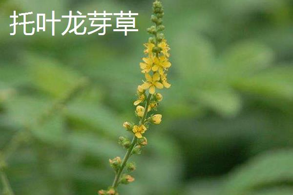 仙鹤草种类大全