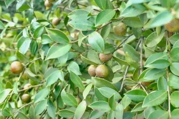 油茶树苗几年挂果