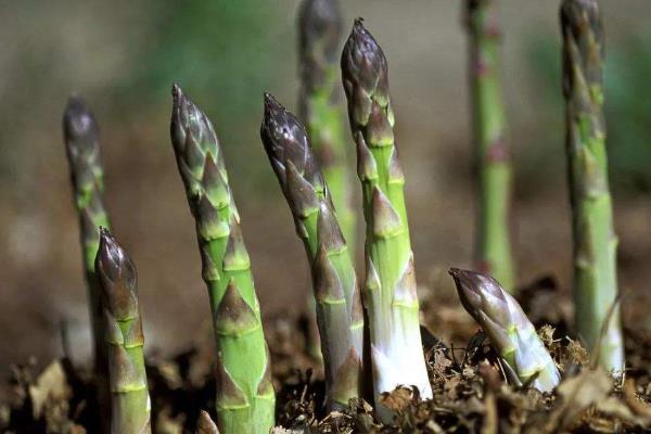 芦笋种植时间