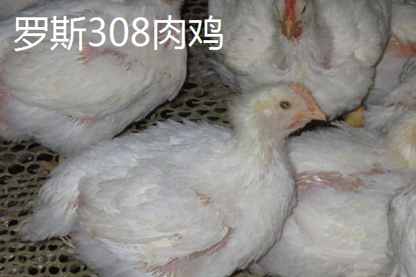 肉鸡品种哪个好