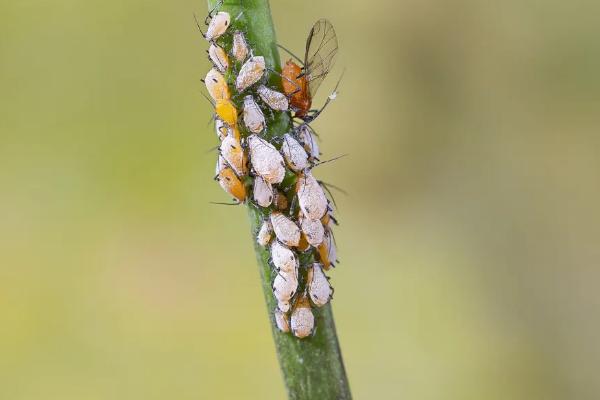 玉米蚜虫防治最佳时间